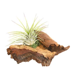 Tillandsien-Arrangement Auf Mopani-Wurzel - Tillandsia Hybride, 2-teilig