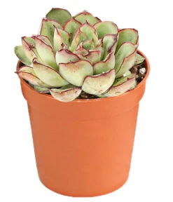 Echeverien-Set - Echeveria, Verschiedene Sorten -Gartenbedarf Geschäft 7978117 PR FS 005 EcheverieSukkulenten6erSetT6DehnerExpressHerzig