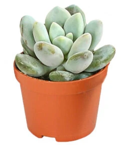 Echeverien-Set - Echeveria, Verschiedene Sorten -Gartenbedarf Geschäft 7978117 PR FS 006 EcheverieSukkulenten6erSetT6DehnerExpressHerzig