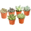 Echeverien-Set - Echeveria, Verschiedene Sorten -Gartenbedarf Geschäft 7978117 PR FS Mix EcheverieSukkulenten6erSetT6DehnerExpressHerzig