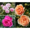 Rosen-Set Dufterlebnis, Pink/lavendel/apricot, 3-teilig -Gartenbedarf Geschäft 7978141 PR MO 001 RosenpaketDufterlebnisTantau