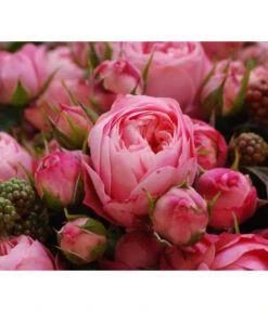 Noblesse® Spray-Rose 'Playful Rokoko®' -Gartenbedarf Geschäft 7978380 PR DE 003 RosePlayfulRokokoTantau