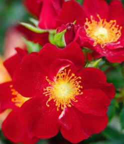 Beetrose 'Bienenweide®', Rot -Gartenbedarf Geschäft 7988488 PR DE 001 RoseBienenweideRotTantau