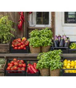 Tomate 'Previa' -Gartenbedarf Geschäft 8002578 WE MO 001 BellaItaliaTomatePaprikaBasilikum2021GC04