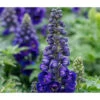 Rittersporn, Verschiedene Farben -Gartenbedarf Geschäft 8011041 WE DE 001 DelphiniumRitterspornBlau