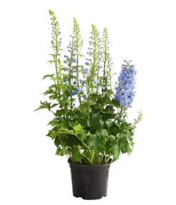 Rittersporn, Verschiedene Farben -Gartenbedarf Geschäft 8011413 WE FS 002 DelphiniumHybridenBlauRitterspornT19