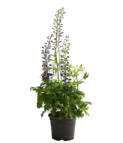 Rittersporn, Verschiedene Farben -Gartenbedarf Geschäft 8011413 WE FS 003 DelphiniumHybridenBlauRitterspornT19