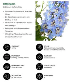 Rittersporn, Verschiedene Farben -Gartenbedarf Geschäft 8011413 WE IG 003 RitterspornHellblau