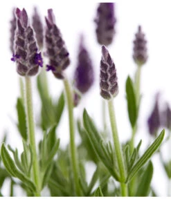 Schopf-Lavendel -Gartenbedarf Geschäft 8017014 WE DE 001 LavendelSchopflavendelLavandulaStoechasT13DehnerExpressZS