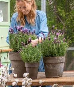 Schopf-Lavendel -Gartenbedarf Geschäft 8017014 WE MO 001 SchopfLavendelStoechas