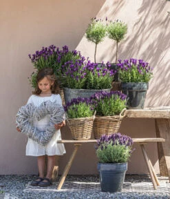 Schopf-Lavendel -Gartenbedarf Geschäft 8017089 8017014 8017105 8017147 8072852 3679602 3679727 3679735 WE MO 001 SchopfLavendel