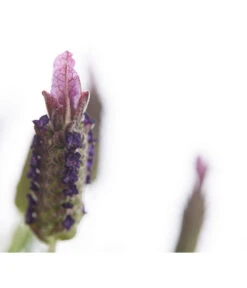 Schopf-Lavendel -Gartenbedarf Geschäft 8017089 PR DE 001 LavendelStoechasLavandulaStoechasT18DehnerExpressHerzig