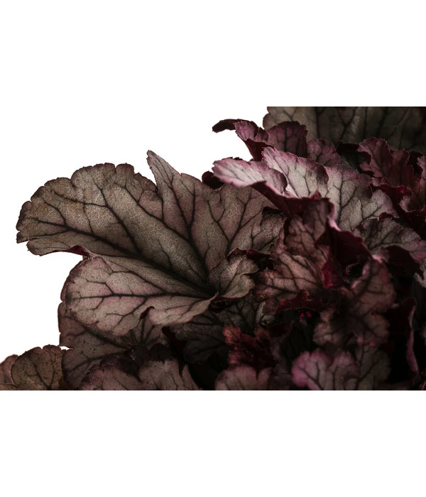 Purpurglöckchen 'Huckleberry' 4 Purpurglöckchen 'Huckleberry' – Bild 2