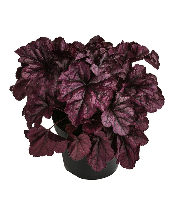 Purpurglöckchen 'Huckleberry' 3 Purpurglöckchen 'Huckleberry'