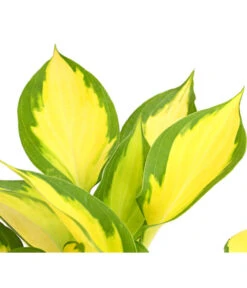 Funkie 'Forbidden Fruit' -Gartenbedarf Geschäft 8029191 PR DE 001 HostaFunkieOrangeMarmaladeDehnerExpressHerzig