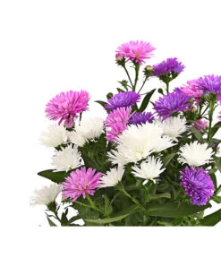 Glattblatt-Aster Trio -Gartenbedarf Geschäft 8030736 PR DE 001 AsterNoviBelgiiTrioDehnerExpressHerzig