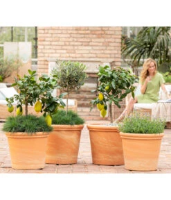 Blauschwingel 'Compact Blue' 10 Blauschwingel 'Compact Blue' -Gartenbedarf Geschäft 8037780 7120942 8092108 3697612 WE MO 001 SpaetsommerTerrasseCitrusOliveLavandulaFestuca