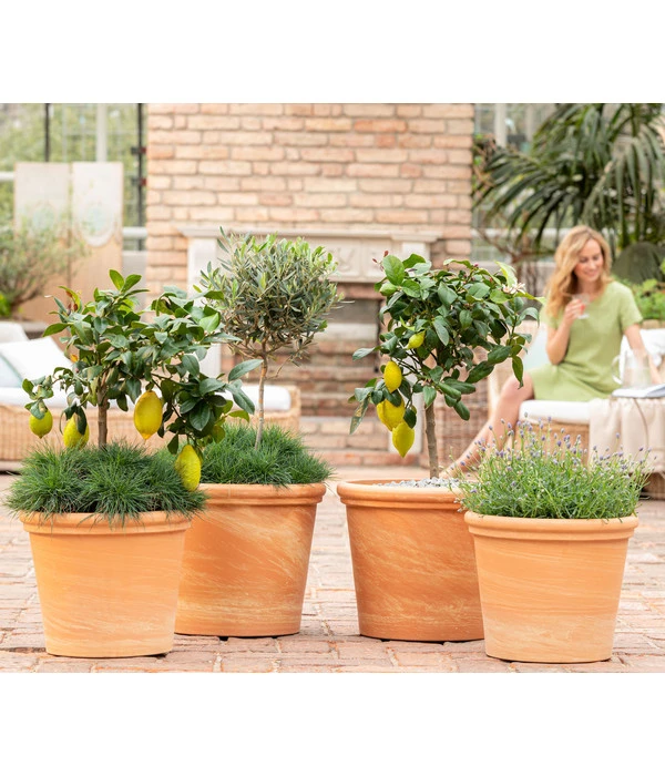 Blauschwingel 'Compact Blue' 5 Blauschwingel 'Compact Blue' – Bild 3