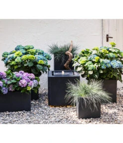 Blauschwingel 'Compact Blue' 11 Blauschwingel 'Compact Blue' -Gartenbedarf Geschäft 8037780 7222805 WE MO 001 BauerhortensieHydragenaMacrophylla