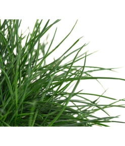 Blauschwingel 'Compact Blue' 13 Blauschwingel 'Compact Blue' -Gartenbedarf Geschäft 8037780 WE DE 001 FestucaGlaucaIntenseBlueT11Blauschwingel