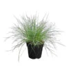 Blauschwingel 'Compact Blue' -Gartenbedarf Geschäft 8037780 WE FS 001 FestucaIntenseBlueBlauschwingelT11