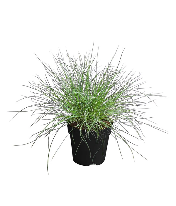 Blauschwingel 'Compact Blue' 3 Blauschwingel 'Compact Blue'