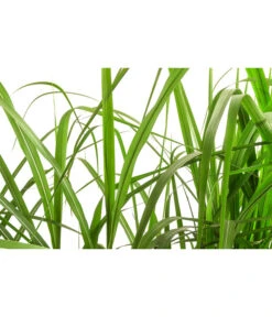 Riesen-Chinaschilf In Pflanztasche, Ca. B100 Cm -Gartenbedarf Geschäft 8050239 WE DE 001 BigBagSichtschutzGraeserChinaschilfGingantheus