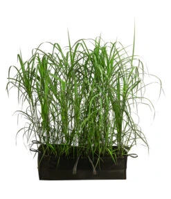 Riesen-Chinaschilf In Pflanztasche, Ca. B100 Cm