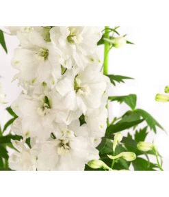 Rittersporn, Verschiedene Farben -Gartenbedarf Geschäft 8052037 WE DE 001 RitterspornDelphiniumXElatumWeiss