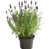 Lavendel -Gartenbedarf Geschäft 8092108 PR FS 001 LavandulaAngustifoliaLavendelT13DehnerExpressHerzig