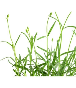 Lavendel 'No. 9' 11 Lavendel 'No. 9' -Gartenbedarf Geschäft 8094070 WE DE 001 LavandulaAngustifoliaNO9LavendelT13