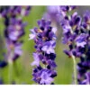 Duftlavendel, 6er-Schale -Gartenbedarf Geschäft 8094542 PR DE 001 DownderryMissDawnderryHelix