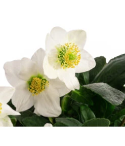 Christrose 9 Christrose -Gartenbedarf Geschäft 8095267 WE DE 002 Christrose