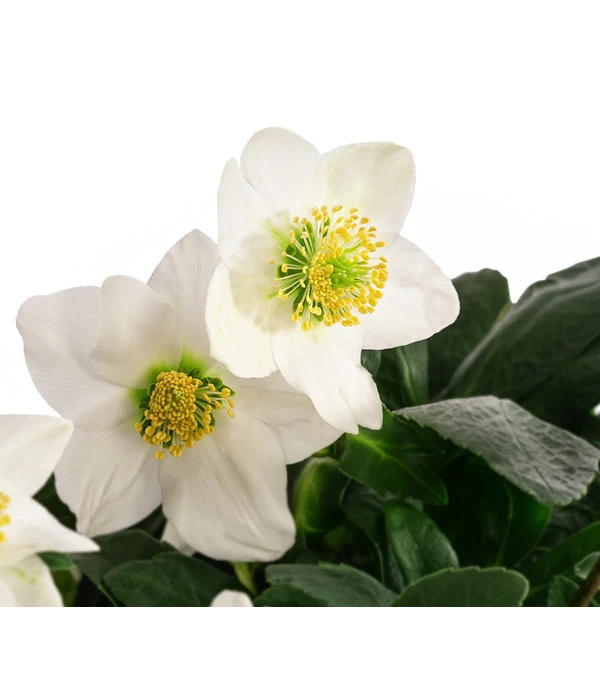 Christrose 6 Christrose – Bild 4