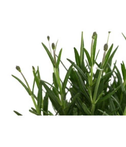 Lavendel 'Royal Blue' -Gartenbedarf Geschäft 8097545 WE DE 001 LavendelRoyalBlue1L