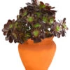 Schwarzkopf - Aeonium Arboreum Var. Nigrum, Im Tonkrug -Gartenbedarf Geschäft 8200461 PR FS 001 AeoniumRotblattrigImTonkrugT23DehnerHerzig