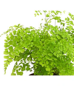 Frauenhaarfarn - Adiantum Raddianum -Gartenbedarf Geschäft 8200537 WE DE FrauenhaarfarnHerzig