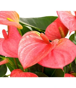 Große Flamingoblume - Anthurium Andreanum, Rosa -Gartenbedarf Geschäft 8202855 PR DE 001 AnthurieAnthuriumAndreanumPinkChampionT21DehnerExpressHerzig