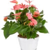 Große Flamingoblume - Anthurium Andreanum, Rosa -Gartenbedarf Geschäft 8202855 PR FS 001 AnthurieAnthuriumAndreanumPinkChampionT21DehnerExpressHerzig