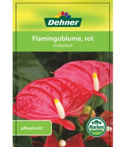 Große Flamingoblume - Anthurium Andreanum, Rot -Gartenbedarf Geschäft 8203408 FlamingoblumeRot Etikett 1