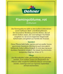 Große Flamingoblume - Anthurium Andreanum, Rot -Gartenbedarf Geschäft 8203408 FlamingoblumeRot Etikett 2