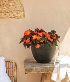 Hängebegonie, Verschiedene Sorten -Gartenbedarf Geschäft 8208381 20220518 WE MO 001 BegonieOrange