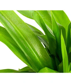 Grünlilie - Chlorophytum Comosum -Gartenbedarf Geschäft 8212748 PR DE 001 ChlorophytumComosumGruenT12DehnerExpressHerzig