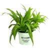 Grünlilie - Chlorophytum Comosum -Gartenbedarf Geschäft 8212748 PR FS 001 ChlorophytumComosumGruenT12DehnerExpressHerzig