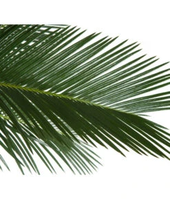 Sagopalmfarn - Cycas Revoluta -Gartenbedarf Geschäft 8216236 BildD 001 PalmfarnCycasRevoluta45