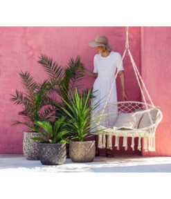 XXL Kanarische Dattelpalme, Ca. 140-160 Cm -Gartenbedarf Geschäft 8216277 WE MO 001 DracaenaIndivisiaT20