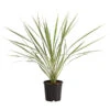 Keulenlilie - Cordyline Australis Variegata 2 Keulenlilie - Cordyline Australis Variegata -Gartenbedarf Geschäft 8216368 PR FS 001 KeulenlilieCordylineAustralisVariegataT17ExpressHerzig