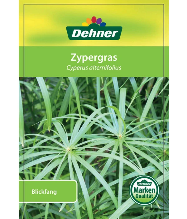 Zypergras - Cyperus Alternifolius 5 Zypergras - Cyperus Alternifolius – Bild 3