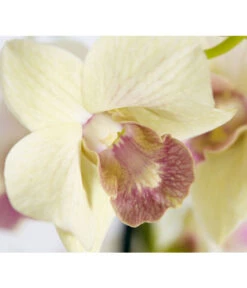 Traubenorchidee - Dendrobium -Gartenbedarf Geschäft 8219362 PR DE 001 DendrobiumT11DehnerExpressZS