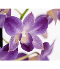 Traubenorchidee - Dendrobium -Gartenbedarf Geschäft 8219362 PR DE 002 DendrobiumT11DehnerExpressZS